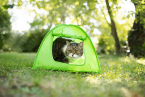 camping with cats