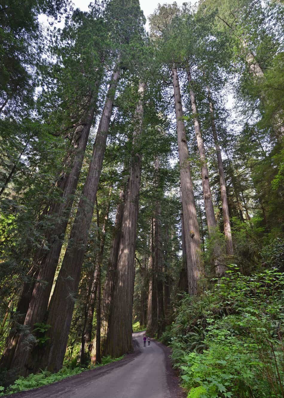Visitors walking down Howland Hill Rd in Redwood National Park with towering redwoods on either side.