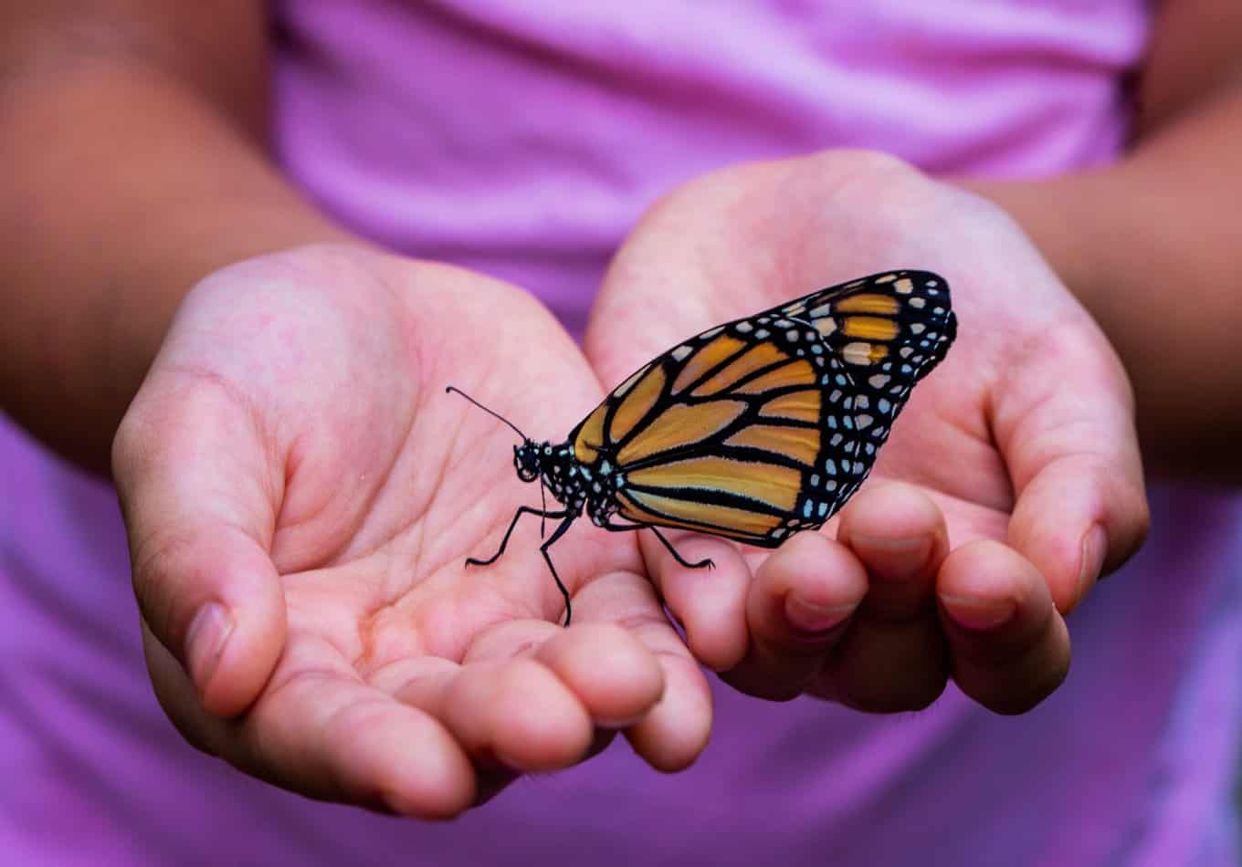 Kid holding a butterfly