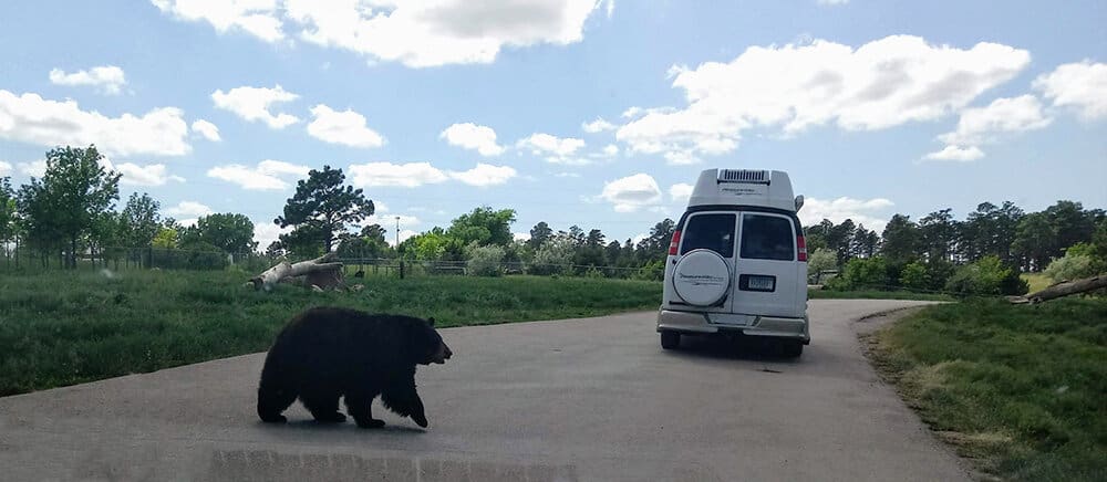 Bear crossing the road behind a Campervan.