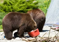 Bear Safety 101: How to Share Space With Bears