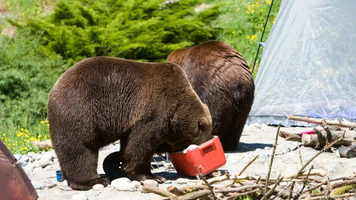 Bears eating out of an ice box