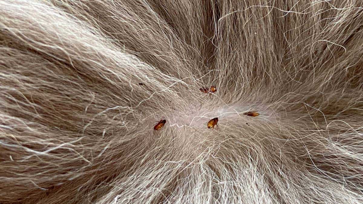 fleas in cat fur next to skin