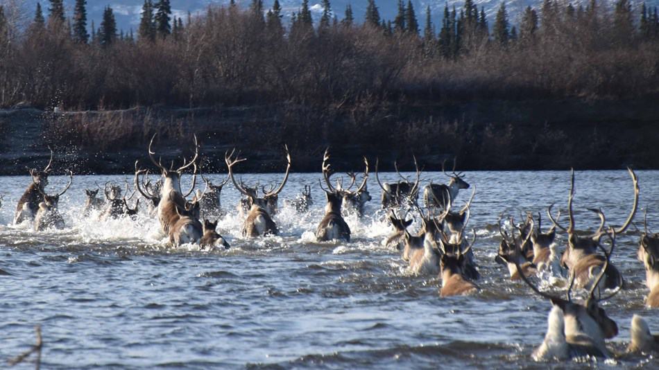 A group of caribou swim across the Kobuk River in Kobuk Valley National Park