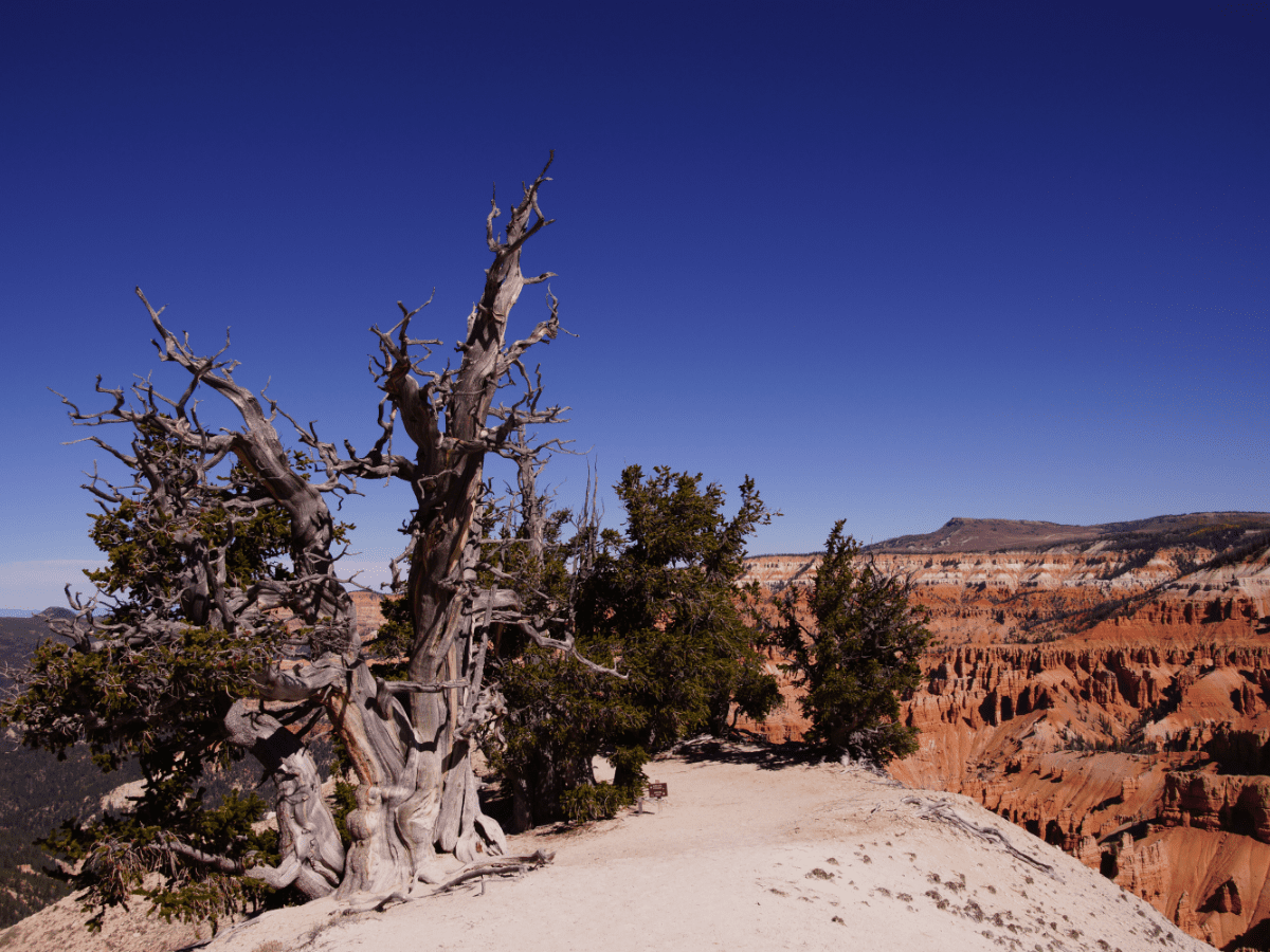 An ancient bristlecone pine in Great Basin