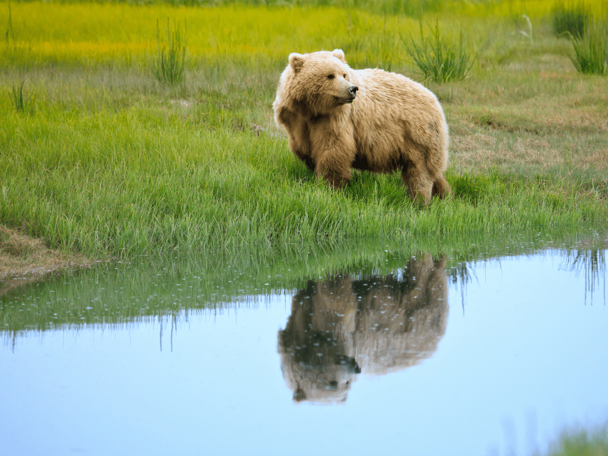 A grizzly bear’s reflection on the water at Lake Clark