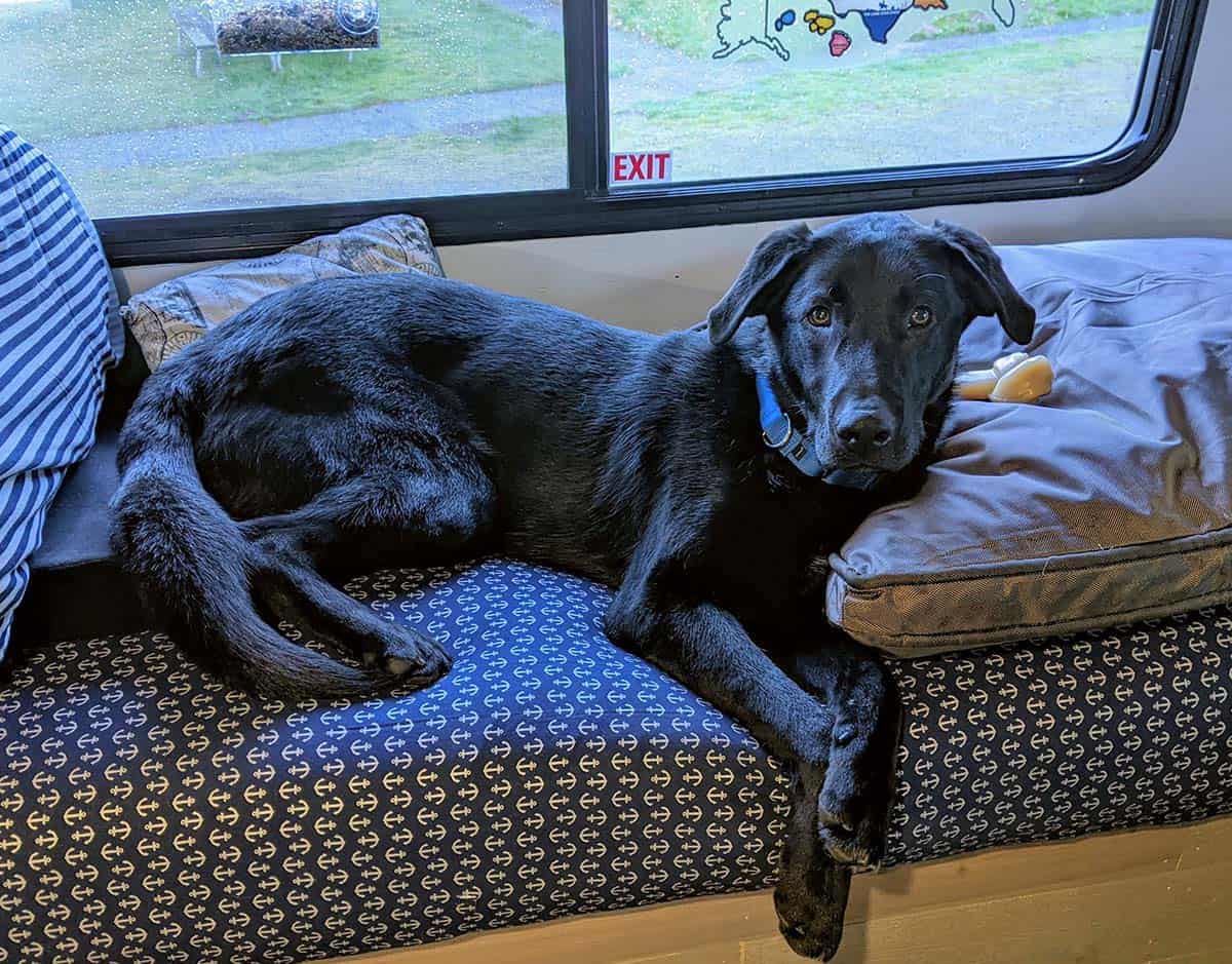 black dog reclines on RV daybed 