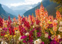 Spring Camping: Exploring Fields of Wildflowers in Your RV