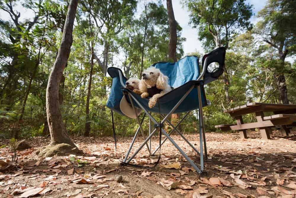 Two dogs sitting on a camping chair in the woods.
