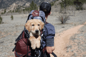 Man with a dog in a backpack