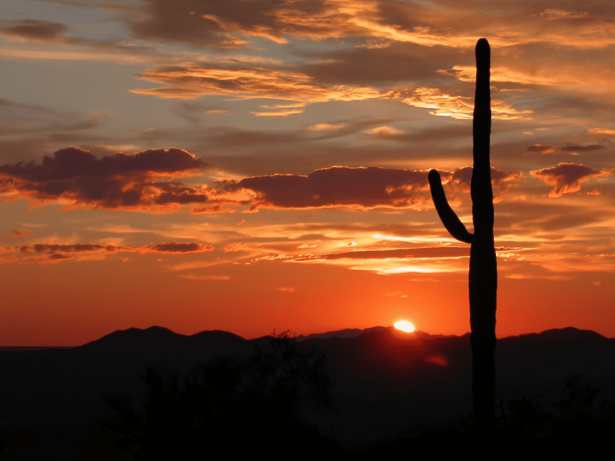 Cactus in Arizona's desert landscape