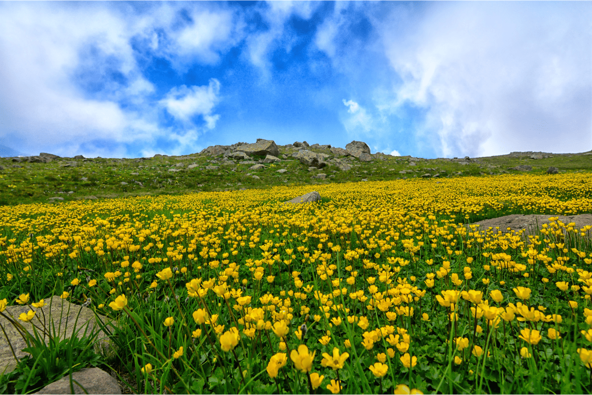 rocky feil covered in bright yellow flowers - spring camping