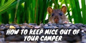 How to Keep Mice Out of Your Camper