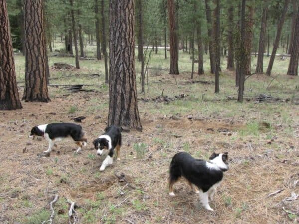 Three dogs off-leash in the woods, often a no-no with camping etiquette.