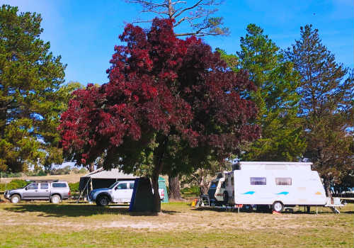 RV parked under a large tree in an RV park