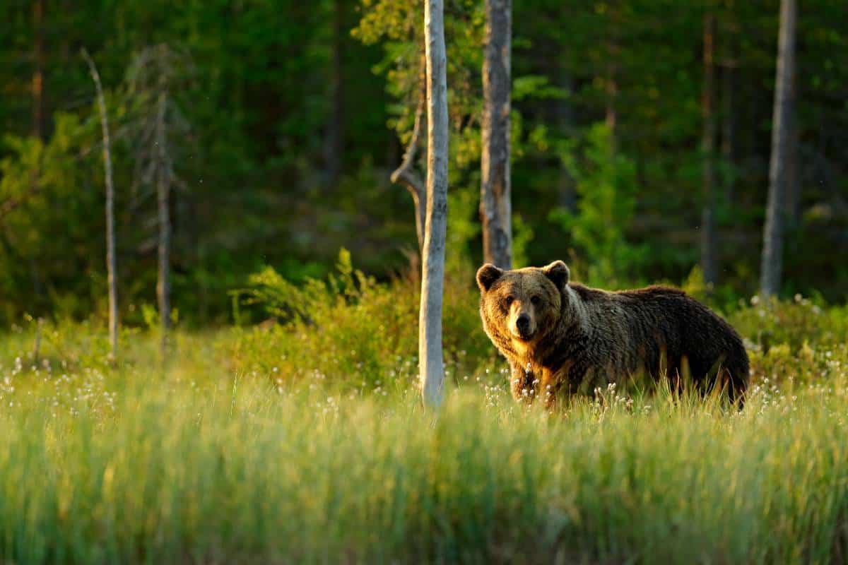 Close up wild, big Brown Bear in meadow staring directly at camera. 