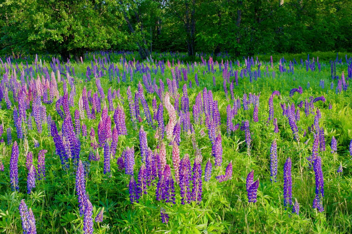 purple and pink lupins blooming in meadow during spring
