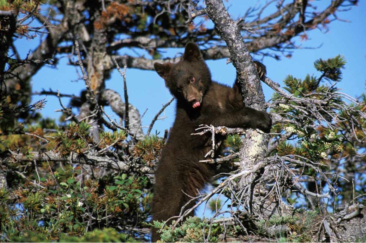 American Black Bear cub playing in tree.