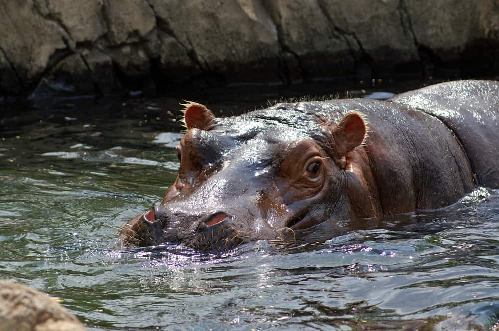 Hippo at the St. Louis Zoo