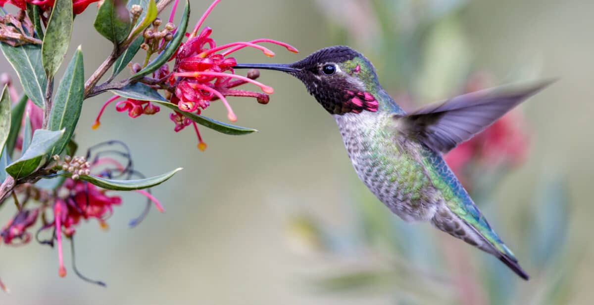 hummingbird feeding off of a flower would make a great shot for wildlife photographers going spring camping