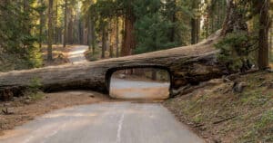 Tunnel Log - A quiet sunny Spring evening at Tunnel Log, Sequoia and Kings Canyon National Park, California, USA