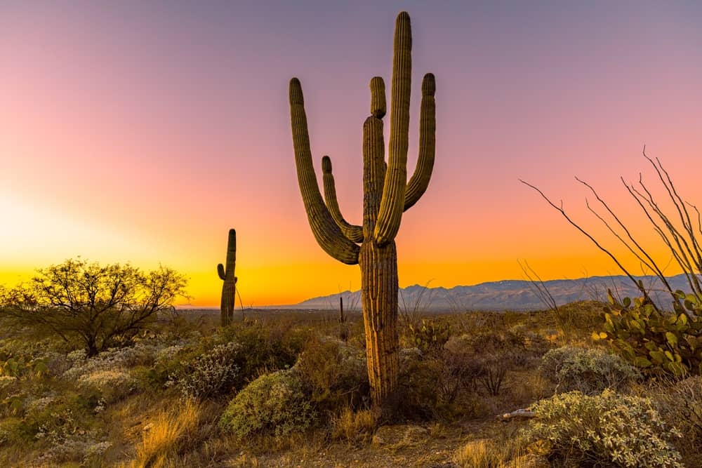 Saguaro Cactus in Saguaro National Park Arizona at sunrise
