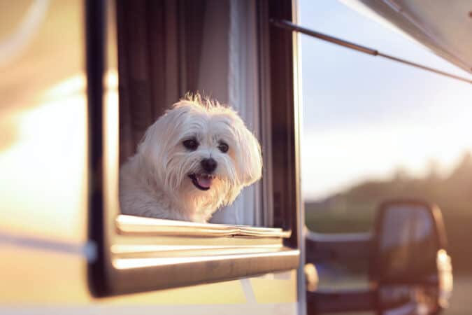 happy small white dog with head out RV window